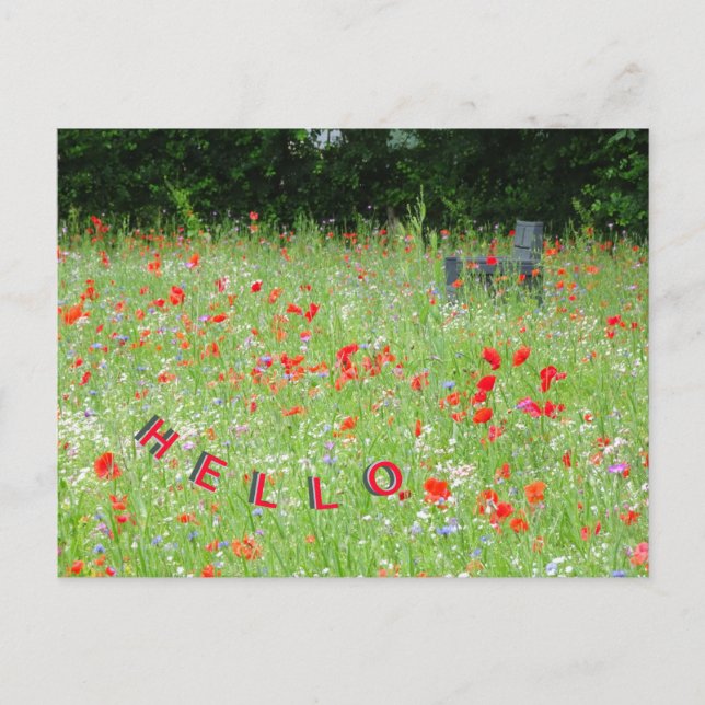 Postal HELLO del banco de cachorros de flores silv (Anverso)