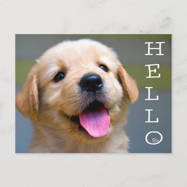 Postal Hello Golden Retriever Puppy Dog Blancard Postcard (Anverso)