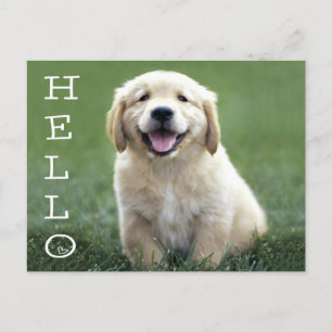 Postal Hello Golden Retriever Puppy Dog Blancard Postcard
