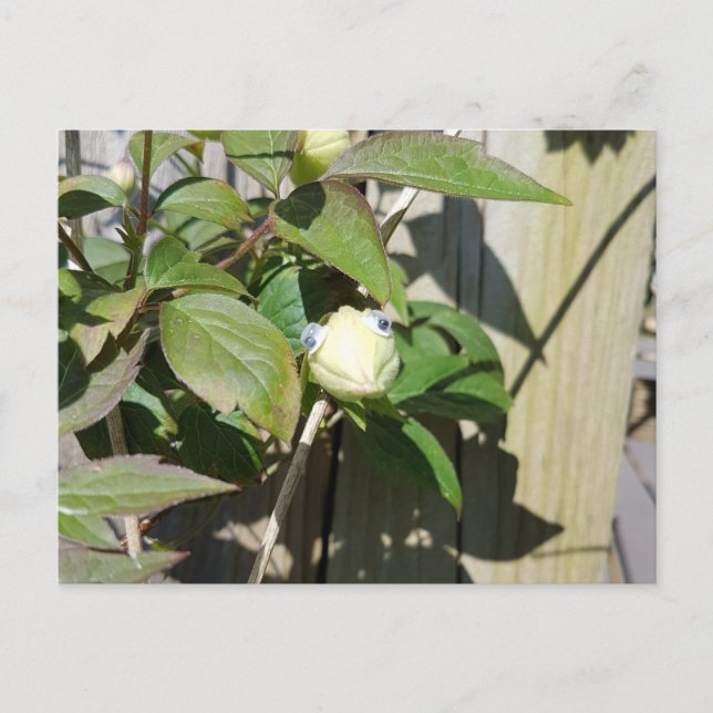 Postal Hello Kermie (Anverso)