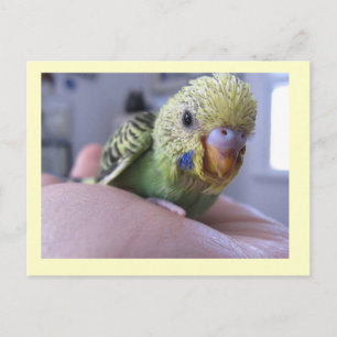 Postal Hello Rufus
