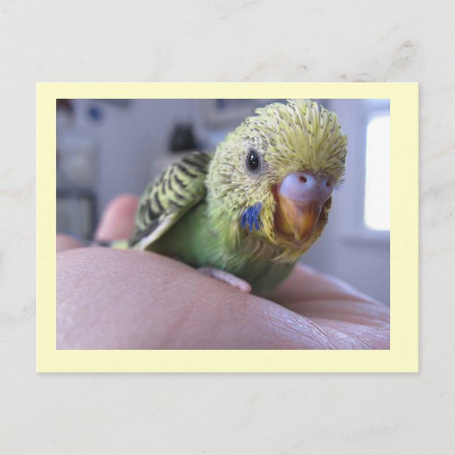 Postal Hello Rufus (Anverso)