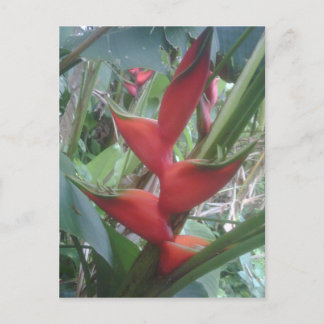 Postal Heloconia