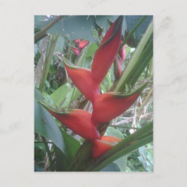 Postal Heloconia