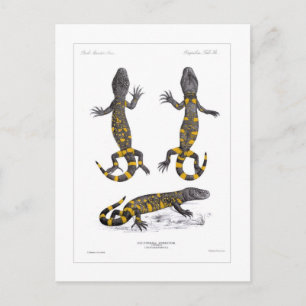 Postal Heloderma Horridum (Beaded Lizard)