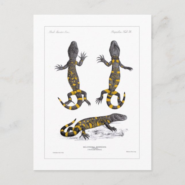 Postal Heloderma Horridum (Beaded Lizard) (Anverso)