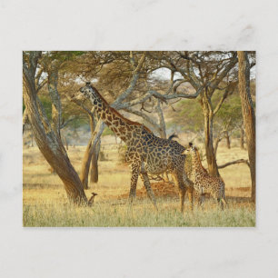 Postal Hembra adulta y jirafa joven, Giraffa