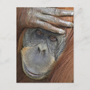 Postal Hembra cautiva de orangután de Sumatra