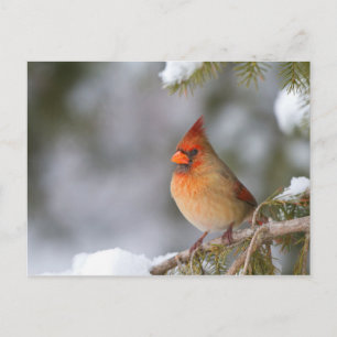 Postal hembra de cardenal norteño en árbol de abeto en in