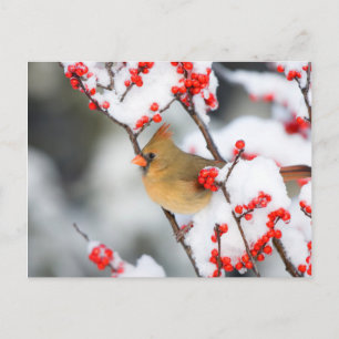 Postal hembra de cardenal norteño en Common Winterberry