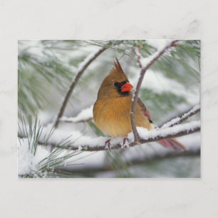Postal Hembra de cardenal norteño en pino nevado,