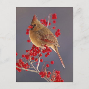 Postal Hembra de cardenal norteño entre espino blanco