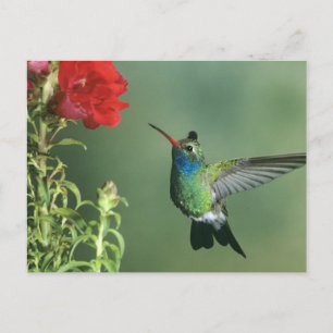 Postal Hembra hembra