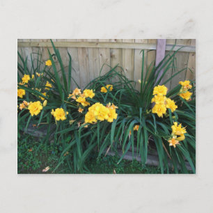 Postal hemerocallis