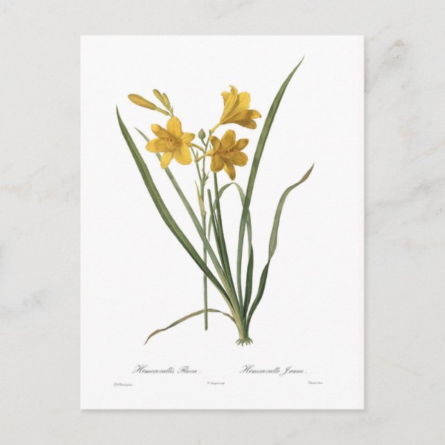 Postal Hemerocallis flava (Anverso)