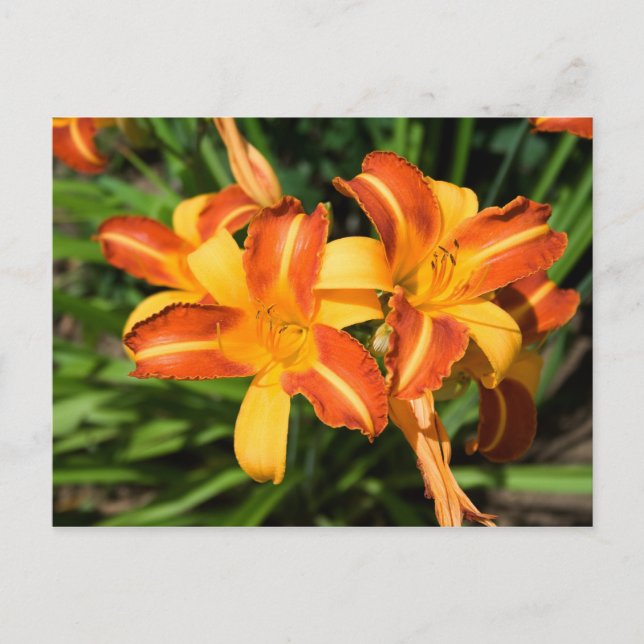 Postal Hemerocallis fulva (Anverso)