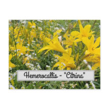 Hemerocallis - Postcard "Citrina"