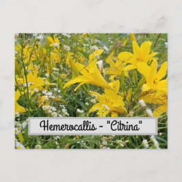 Postal Hemerocallis - Postcard "Citrina"