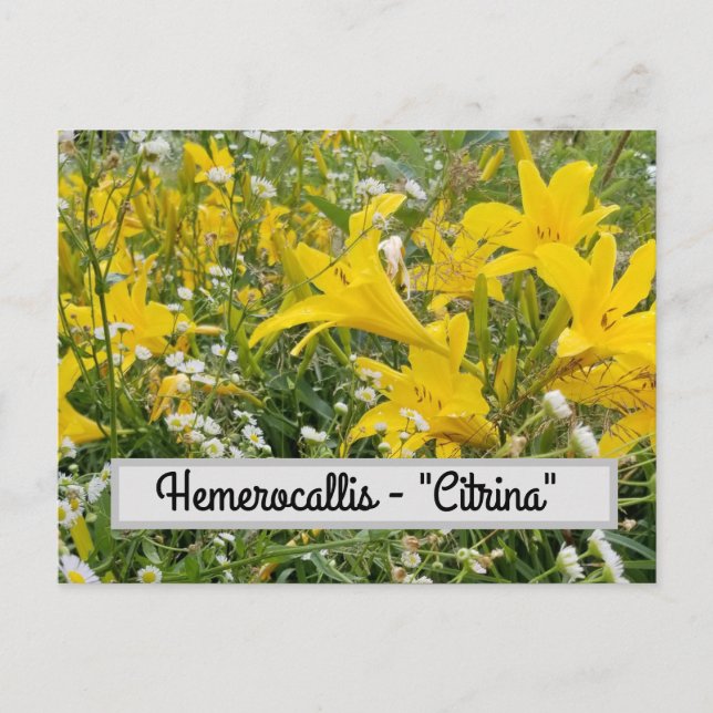 Postal Hemerocallis - Postcard "Citrina" (Anverso)