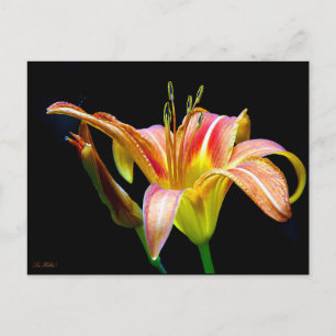 Postal Hemerocallis Salvaje en una caminata oscura por la