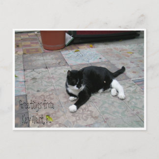 Postal Hemingway House Kitty