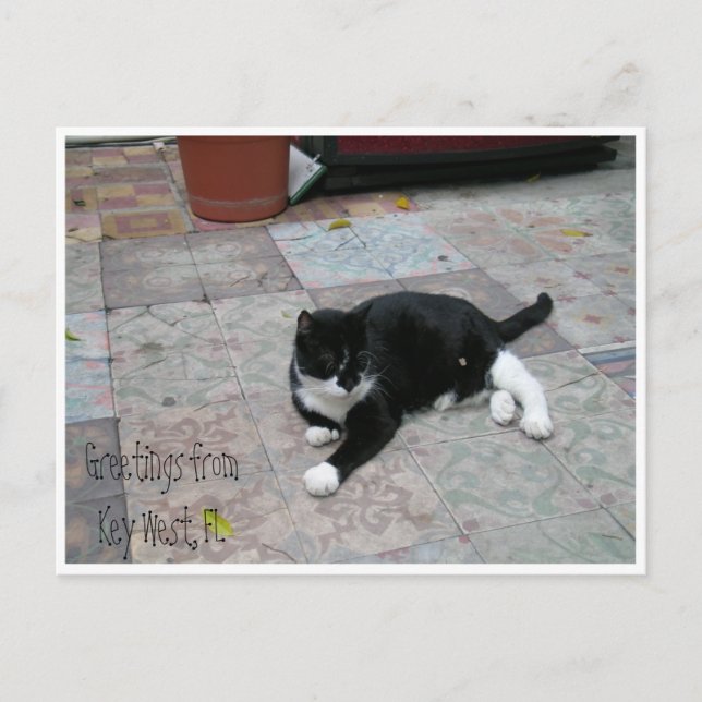 Postal Hemingway House Kitty (Anverso)