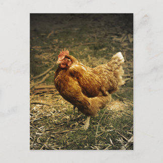 Postal Hen Chicken Bird Farm Farmyard Animal Poulouse
