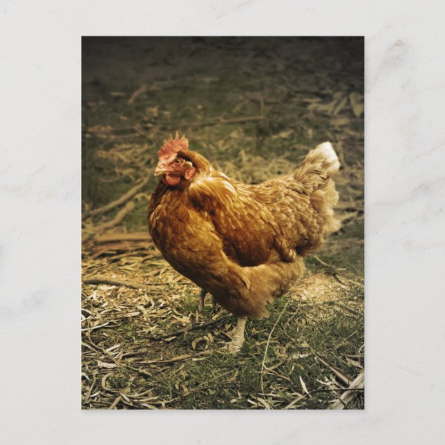 Postal Hen Chicken Bird Farm Farmyard Animal Poulouse (Anverso)