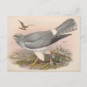 Postal Hen Marsh Harrier Bird_GC - Postcard