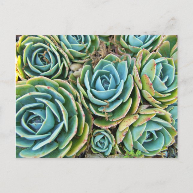 Postal Hen y Chicks (Anverso)