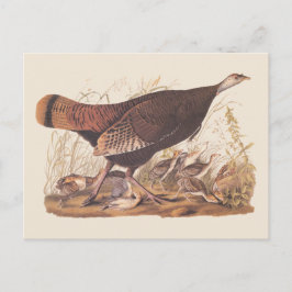 Postal Hen y chicles turcos de Audubon en otoño