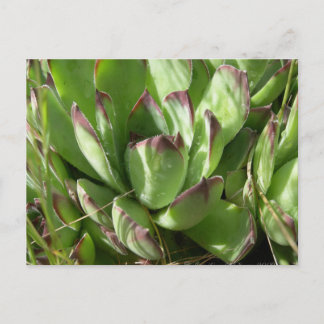 Postal Hen y pollitos (Sempervivum)