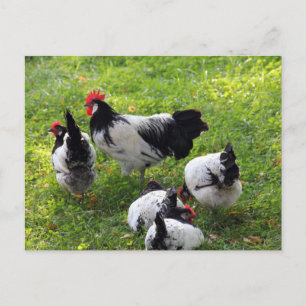 Postal Hens Pecking in the Grass