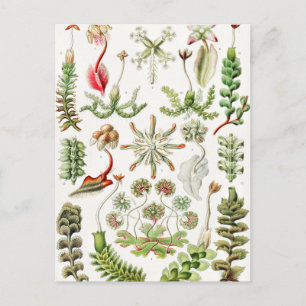 Postal Hepaticae Lebermoose por Ernst Haeckel