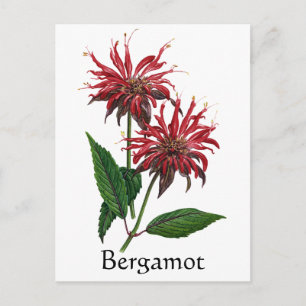 Postal Herb Garden Series - Bergamot