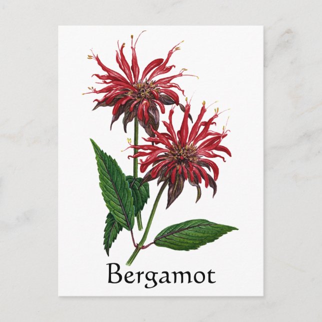 Postal Herb Garden Series - Bergamot (Anverso)