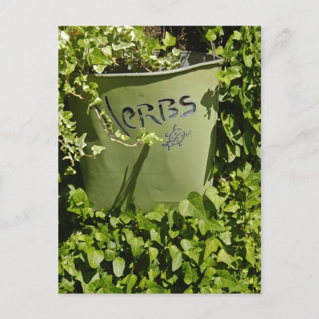 Postal Herb Pot & Ivy (Anverso)