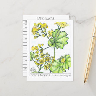 Postal Herbal Monógrafo de Lady's Mantle Materia Medica