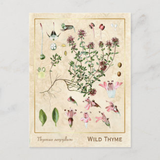 Postal Herbario Vintinal Thyme Silvestre Botánico