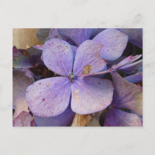Postal Herbst - Postkarte (Hortensia)