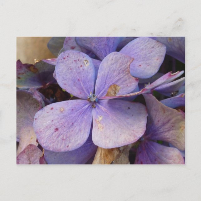 Postal Herbst - Postkarte (Hortensia) (Anverso)