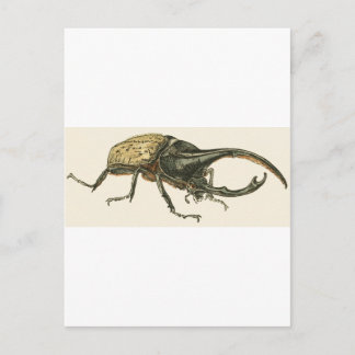 Postal Hercules Beetle