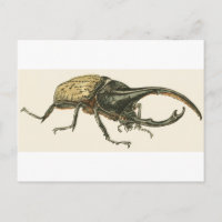 Hercules Beetle
