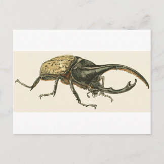 Postal Hercules Beetle