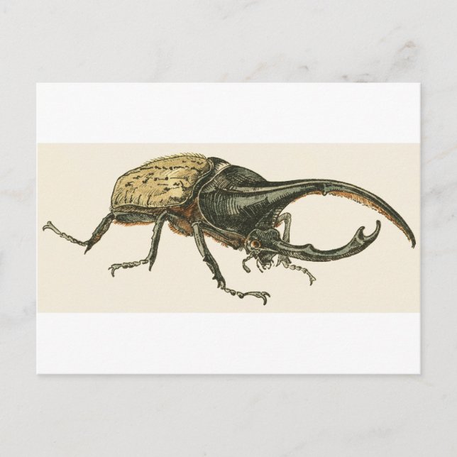 Postal Hercules Beetle (Anverso)