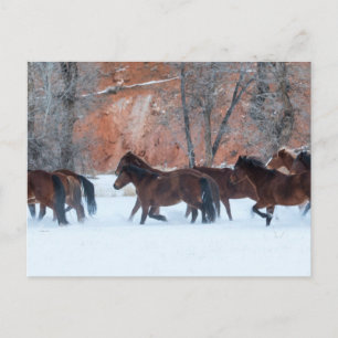 Postal Herd of Horses Running in Snow