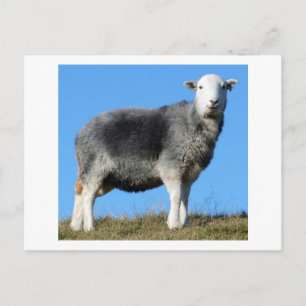 Postal Herdwick Sheep