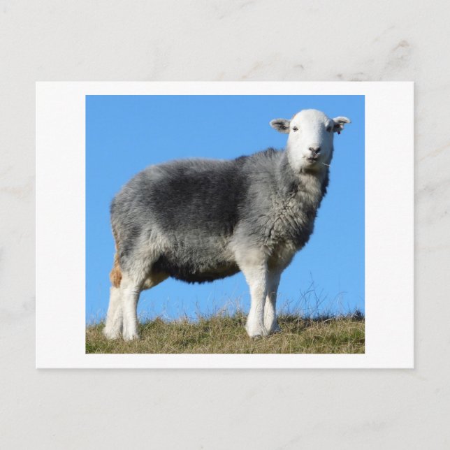 Postal Herdwick Sheep (Anverso)