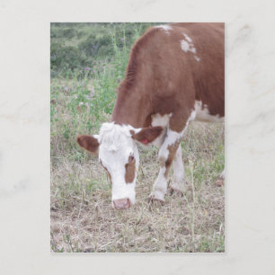 Postal Hereford busca la paz y el amor