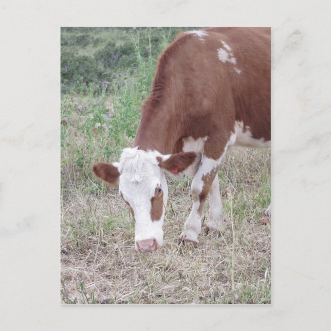 Postal Hereford busca la paz y el amor (Anverso)